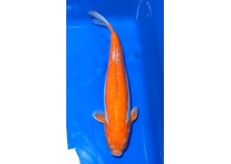 Carpe koi A 40-45 cm Photo...
