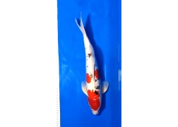 Carpe koi A 40-45 cm Photo...