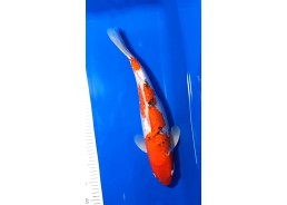 Carpe koi A 40-45 cm Photo...