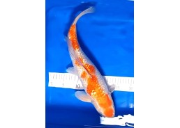 Carpe koi A 40-45 cm Photo...