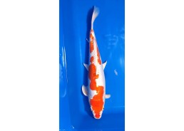 Carpe koi A 40-45 cm Photo...