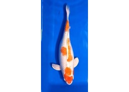 Carpe koi A 40-45 cm Photo...