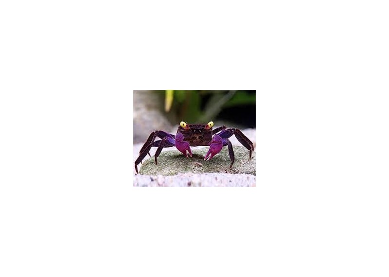 Crabe dennerle purple (mâle)