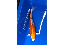 Koi japon photo Nisai 35-40cm