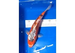 Koi japon photo Nisai 35-40cm