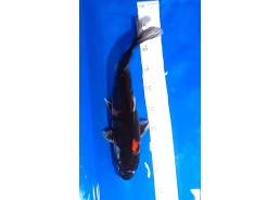 Koi japon photo Nisai 35-40cm