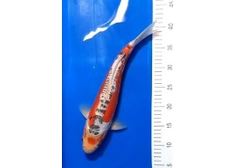 Koi japon photo Nisai 35-40cm