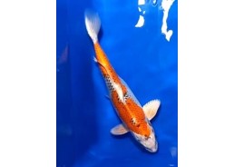 Koi japon photo Nisai 35-40cm