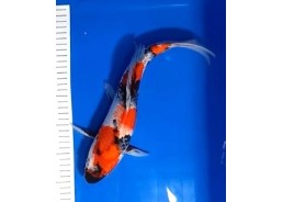 Koi japon photo