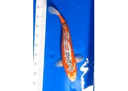 Koi japon photo Nisai 35-40cm