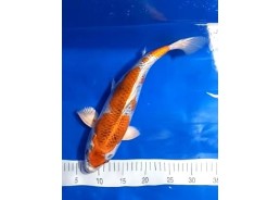 Koi japon photo Nisai 35-40cm