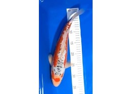 Koi japon photo Nisai 35-40cm