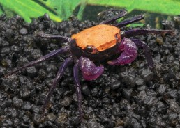 Crabe vampire tangerine...
