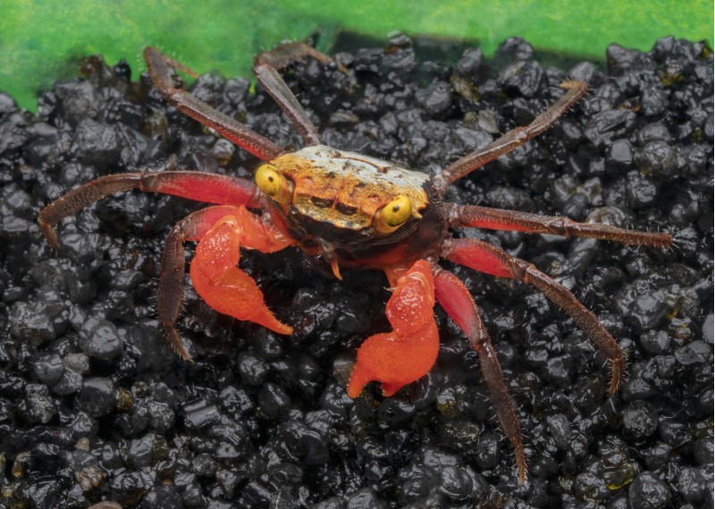Crabe roxy pattes noires (femelle)