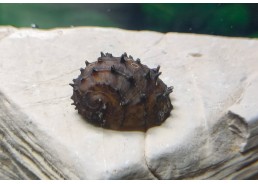 Escargot durian