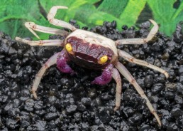 Crabe violet pattes...