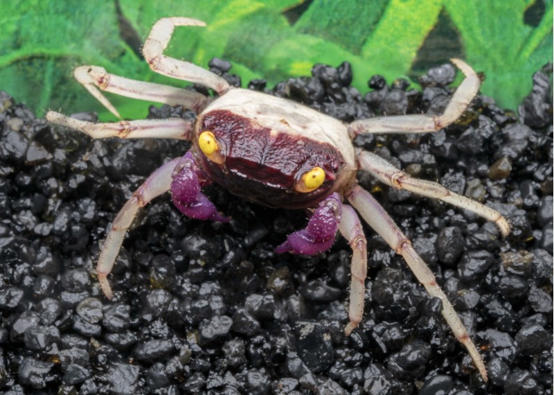 Crabe violet pattes blanches (femelle)