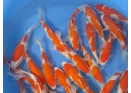 Carpe koi sélect A Kohaku