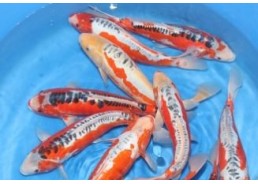 Carpe koi sélect A Shusui