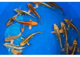 Carpe koi fantôme
