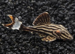 Panaque nigrolineatus