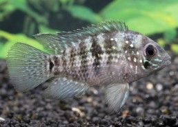 Acara bleu