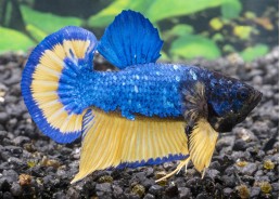 Betta plakat mâle select...