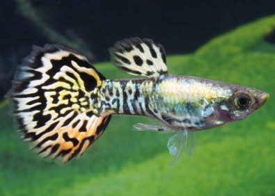 Guppy mâle select galaxy médusa