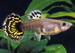 Guppy femelle select galaxy...
