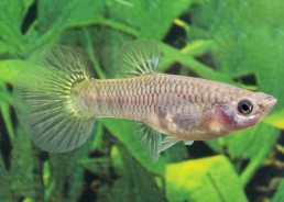 Guppy femelle yellow lace...