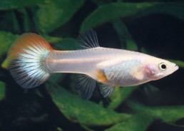 Guppy femelle select...