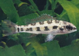 cichlidé damier nain