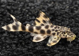 Peckoltia sabaji L078