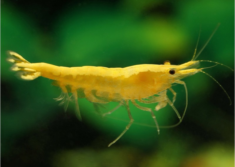 Crevette yellow fire