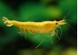 Crevette yellow fire