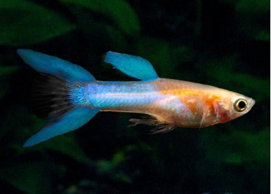 Guppy mâle endler japan blue gold
