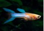 Guppy mâle endler japan blue gold