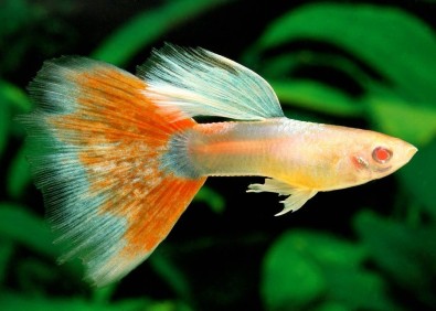 Guppy mâle mâle select red topaz