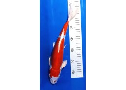 Carpe koi A 30-35 cm Photo...