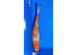 Carpe koi A 30-35 cm Photo...