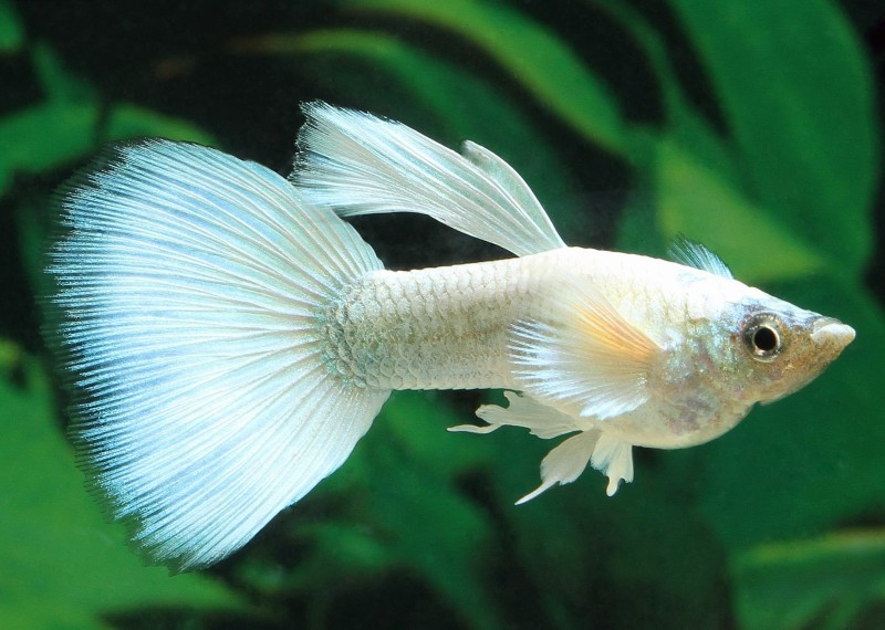 Guppy mâle select éléphant platinium