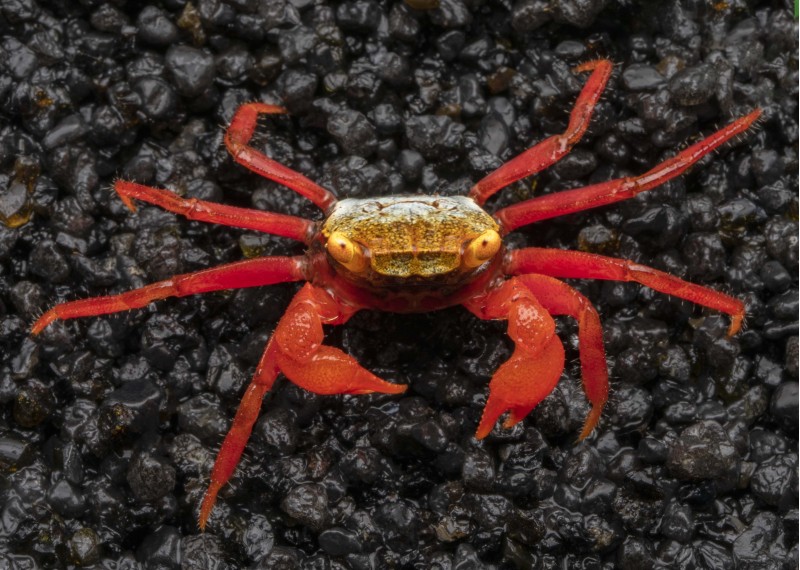 Crabe roxy red (femelle)
