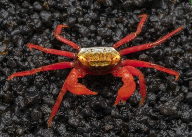 Crabe roxy red (femelle)