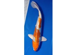 Koi japon photo Nisai 30-35cm