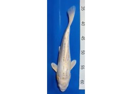 Koi japon photo Nisai 30-35cm
