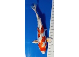 Koi japon photo Nisai 30-35cm