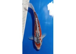 Koi japon photo Nisai 30-35cm