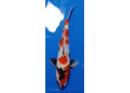 Koi japon photo Nisai 30-35cm