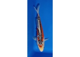 Koi japon photo Nisai 30-35cm