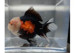 Japonais sur photo 15 9-10cm